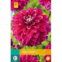 Jub Dahlia maldini bol/knol 1 stuks - 
