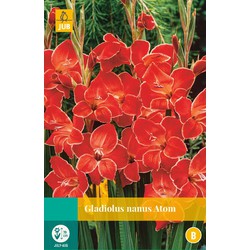 Jub Gladiolus atom bloembol - 