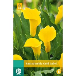 Jub Zantedeschia gold label, 1 bloembol - 
