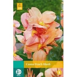 Jub Canna peach blush bol/knol 1 stuks - 