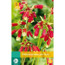 Jub Dichelostemma ida-maia, 10 bloembollen - 