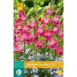 Jub Gladiolus vulcano, 10 bloembollen - 