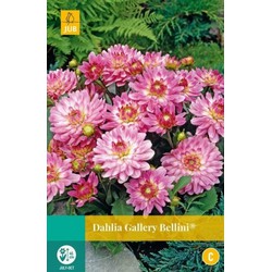 Jub Dahlia gallery bellini bol/knol 1 stuks - 