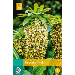 Jub Eucomis bicolor bol/knol 2 stuks - 