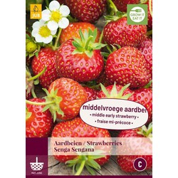 Jub Fragaria senga sengana, 5 bloembollen - 