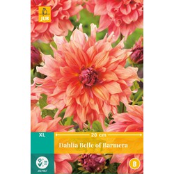 Jub Dahlia belle of barmera bloembol - 
