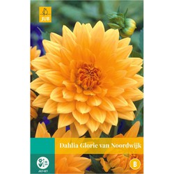 Jub Dahlia pink petticoat bol/knol 1 stuks - 