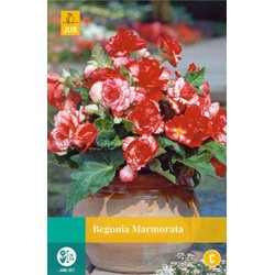 Jub Begonia marmorata bol/knol 3 stuks - 