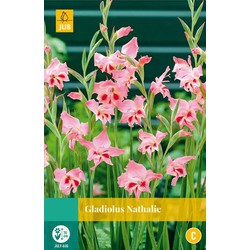 Jub Gladiolus nathalie, 10 bloembollen - 