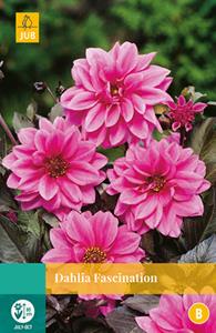 Jub Dahlia Fascination 1 bol - 
