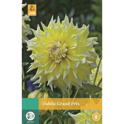 Jub Dahlia Grand Prix - 