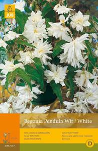 Jub 3 Begonias Pendula Wit - 