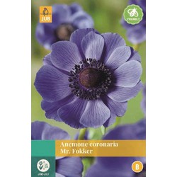 Jub Anemone Coronaria Mr. Fokker - 