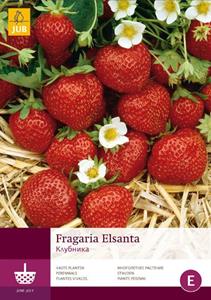 Jub 5 Fragaria Elsanta - 