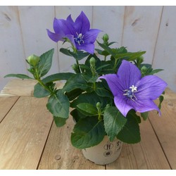 Warentuin natuurlijk 3 stuks! Ballonklokje Platycodon blauw - 