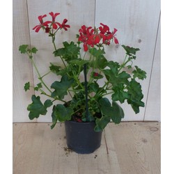 Warentuin natuurlijk 3 stuks! Oostenrijkse geranium hangplant rood - 