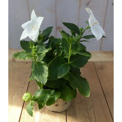 Warentuin natuurlijk 3 stuks! Ballonklokje Platycodon wit - 