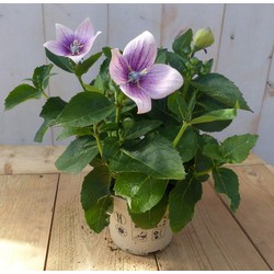 Warentuin natuurlijk 3 stuks! Ballonklokje Platycodon roze - 