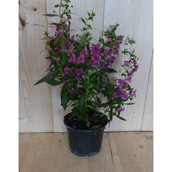 Warentuin natuurlijk 3 stuks! Angelonia Angustifolia roze - 