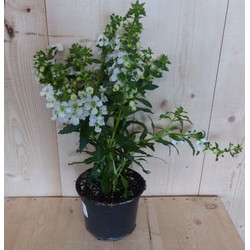 Warentuin natuurlijk 3 stuks! Angelonia Angustifolia wit - 