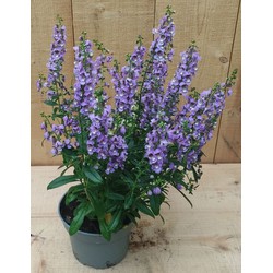 Warentuin natuurlijk 3 stuks! Angelonia Angustifolia paars - 
