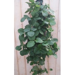 Warentuin natuurlijk Hangzak Aardbei - 