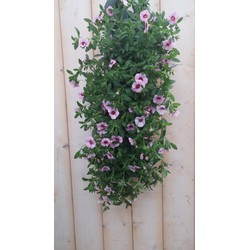 Warentuin natuurlijk Hangzak Petunia Million Bells Kleur Varieert - 
