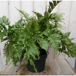 Vaste plant Tuinvaren Groot 30 cm - 