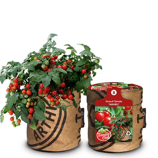Baza tomato club stuiktomaat minibel
