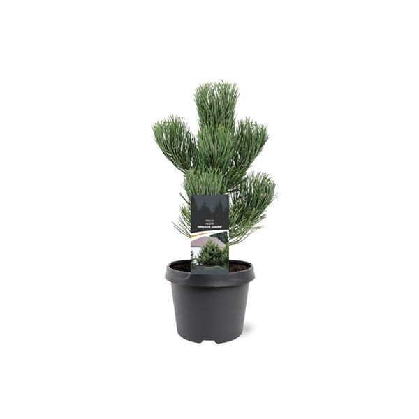 Warentuin natuurlijk Pinus nigra Oregon Green 30-40 cm Conifeer - 