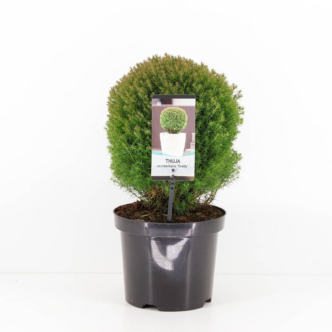Warentuin natuurlijk Thuja occidentalis teddy - 