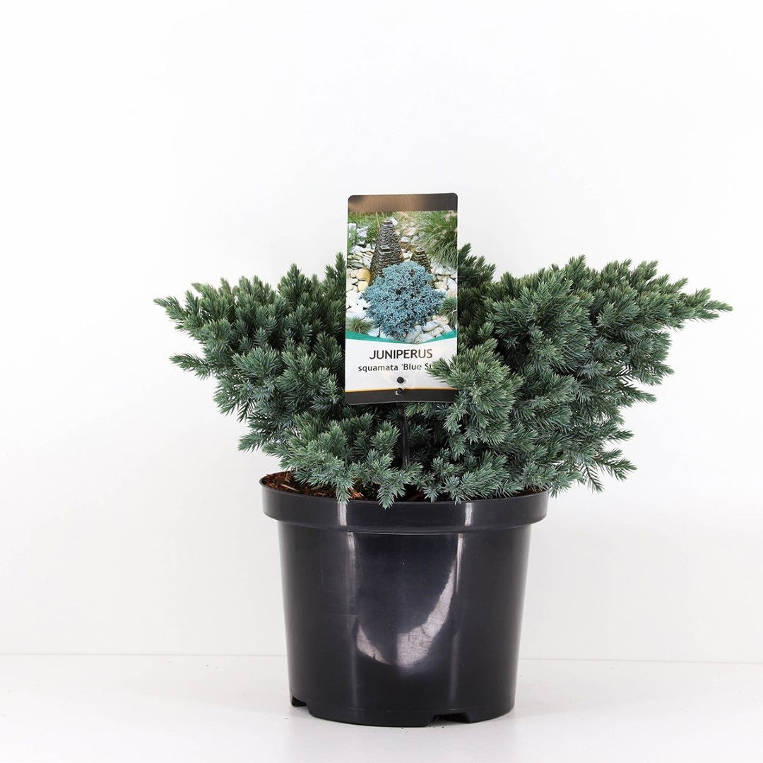 Warentuin natuurlijk Juniperus squamata blue star 30 cm - 