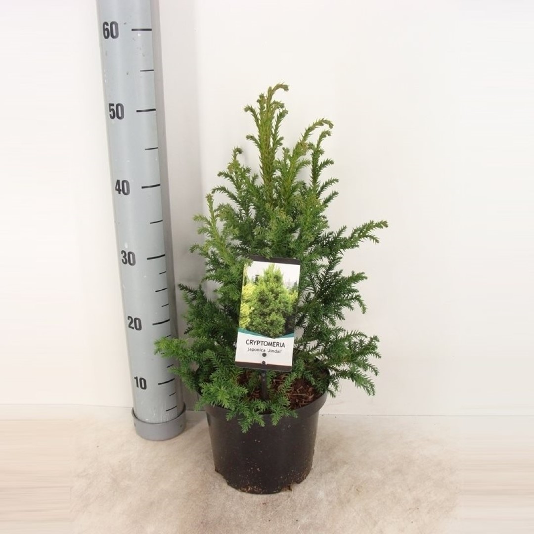 Warentuin natuurlijk Cryptomeria jap jindai 55 cm - 