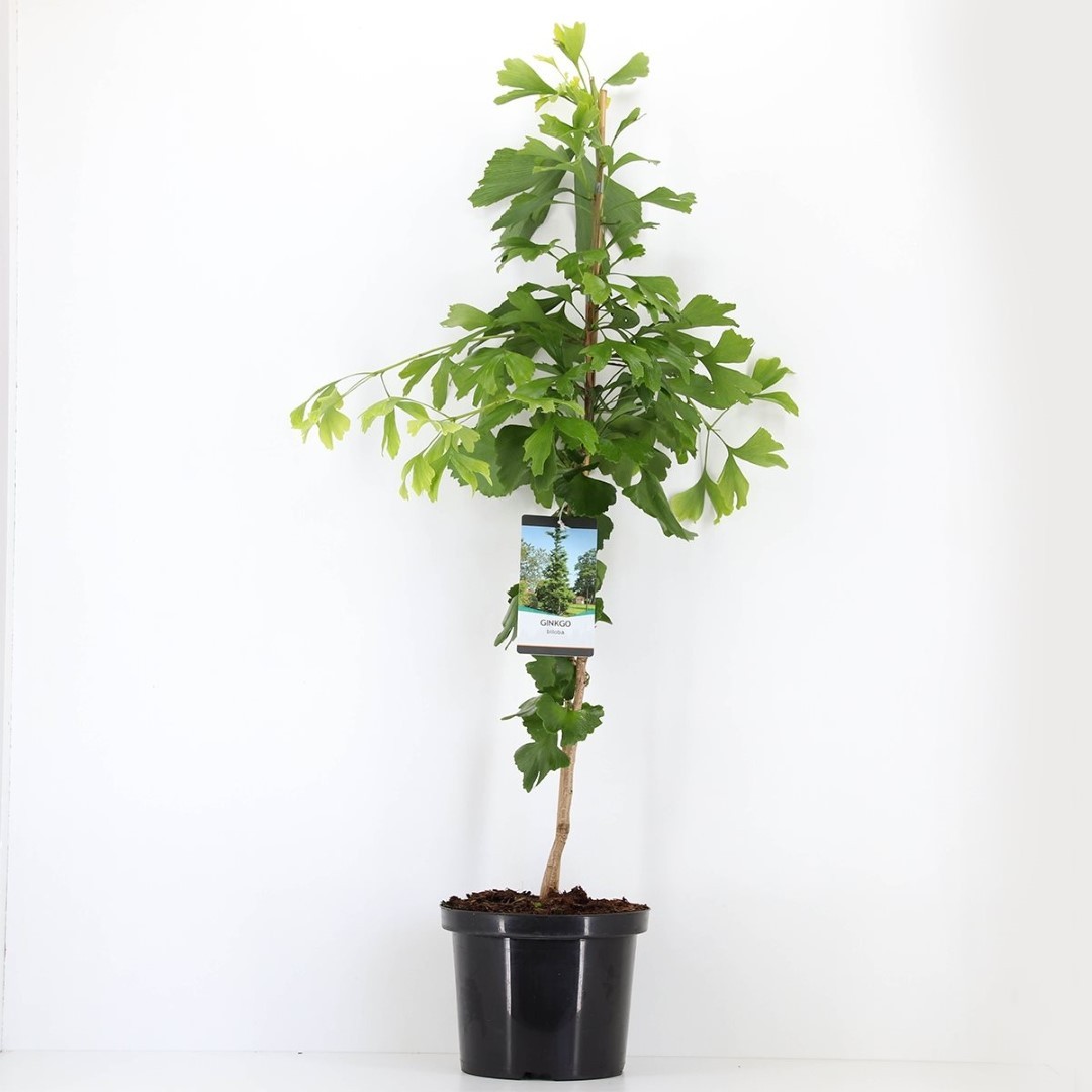 Warentuin natuurlijk Ginkgo biloba 120 cm - 