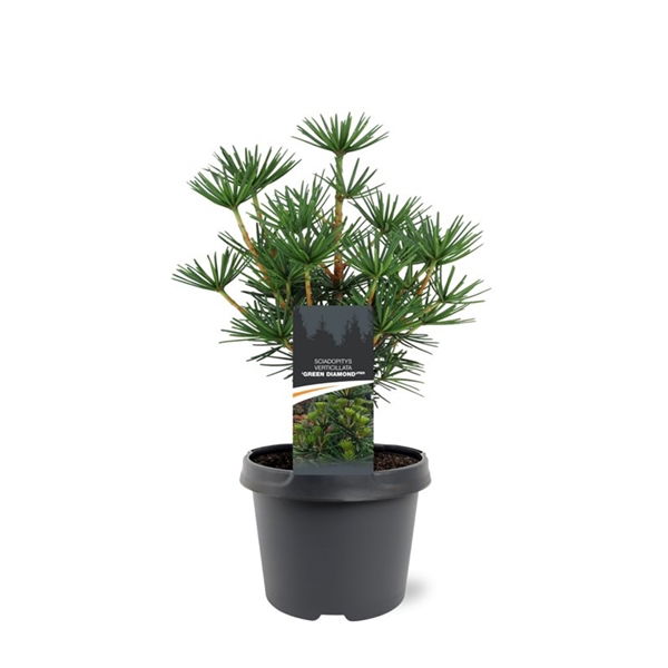 Warentuin natuurlijk Sciadopitys verticillata Green Diamond pbr 25-30 cm Conifeer - 