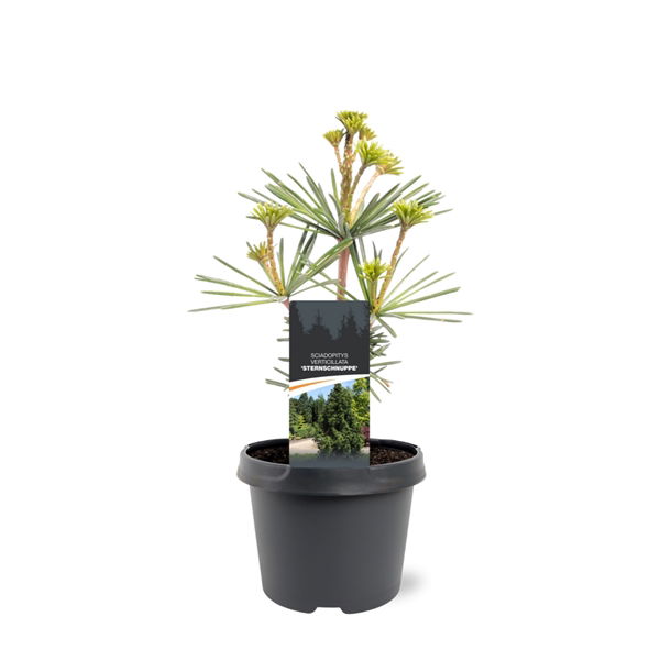 Warentuin natuurlijk Sciadopitys verticillata Sternschnuppe 25-30 cm Conifeer - 