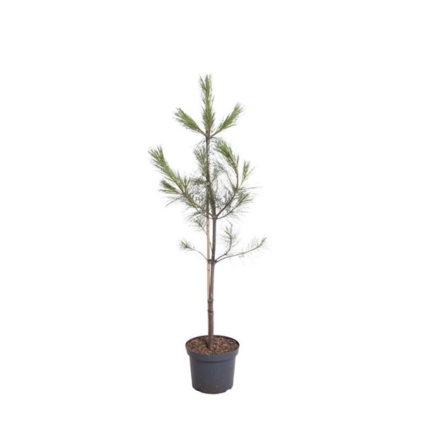 Warentuin natuurlijk Pinus wallichiana 80-100 cm Conifeer - 