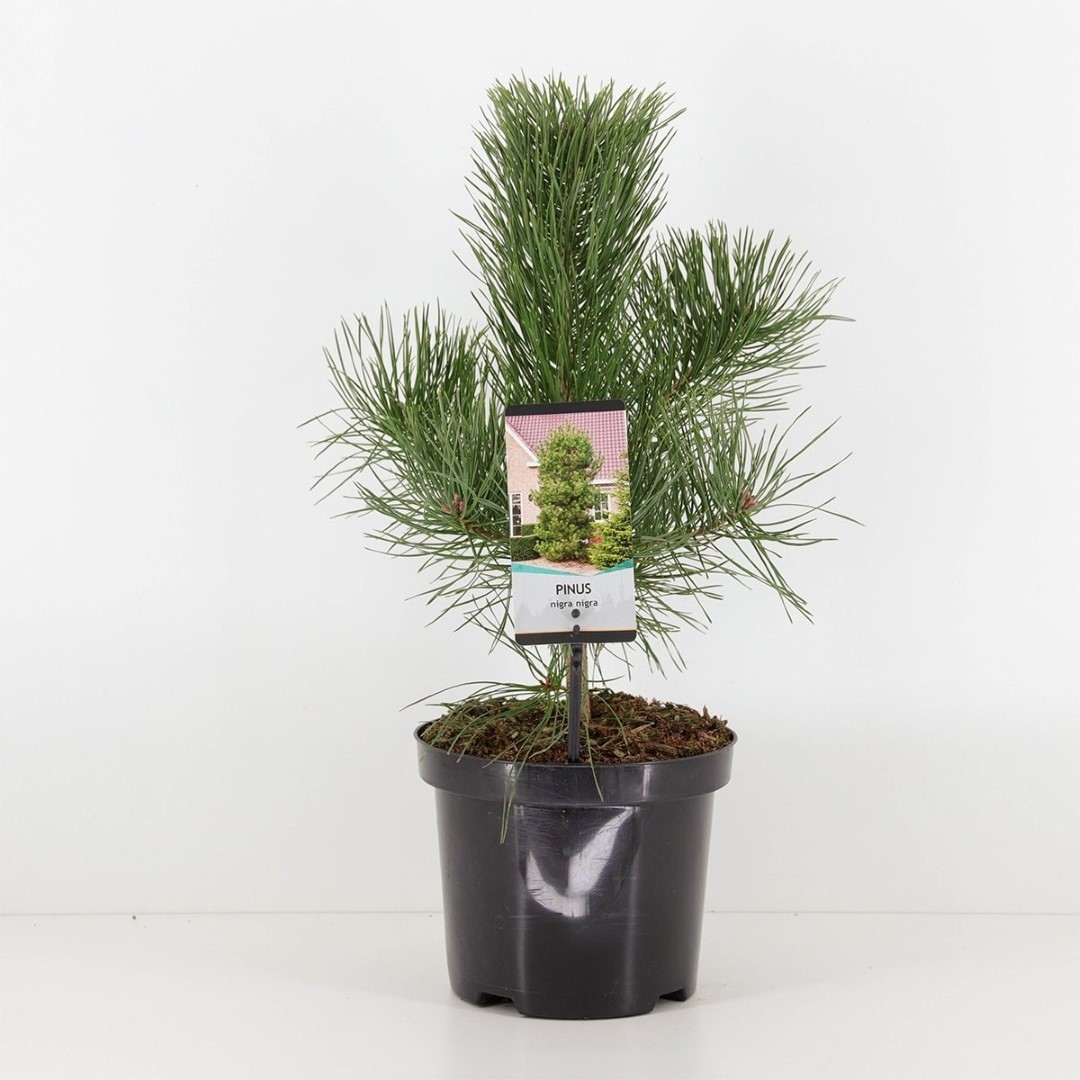 Warentuin natuurlijk Pinus nigra nigra - 