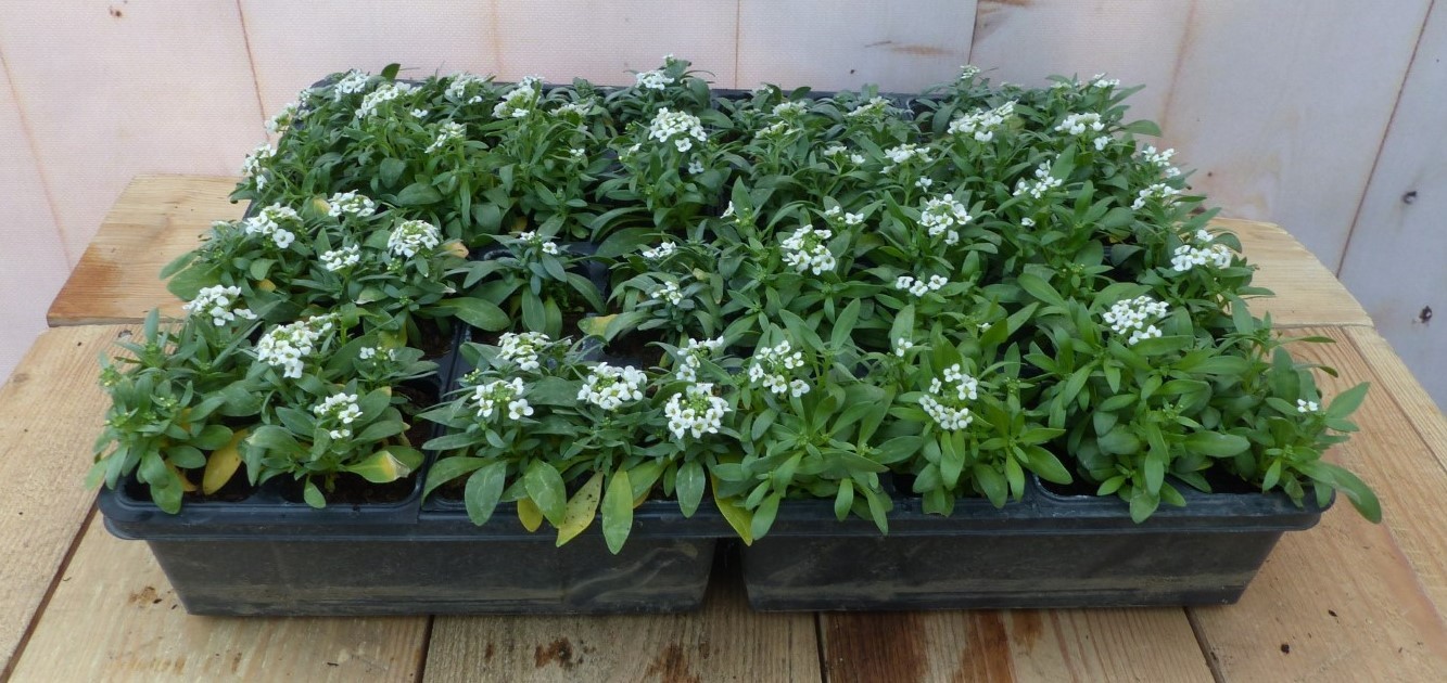 Warentuin natuurlijk lobularia Sneeuwkleed witte bloempetjes per bak a 24 stuks - 