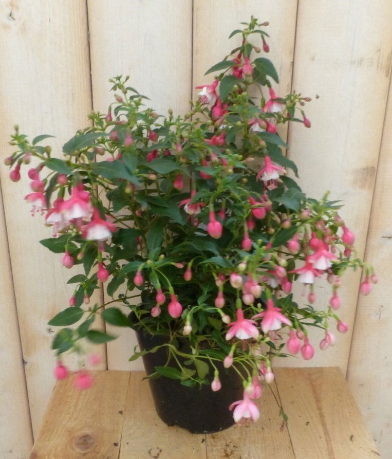 Fuchsia vaste licht-roze - 