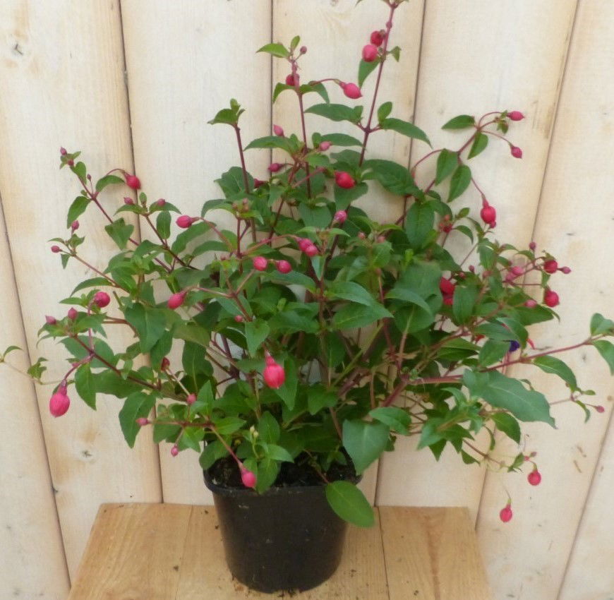 Fuchsia Donker-roze - 