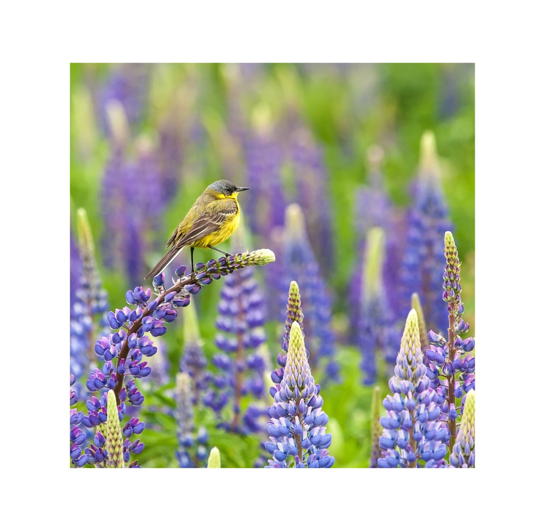 Annas collection Buiten Canvas 58 x 58 cm Balkankwiksta - 