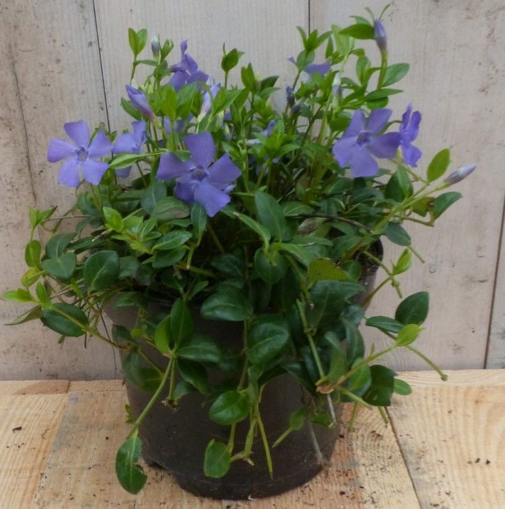 Warentuin natuurlijk 3 stuks! Vinca Minor blauw - 
