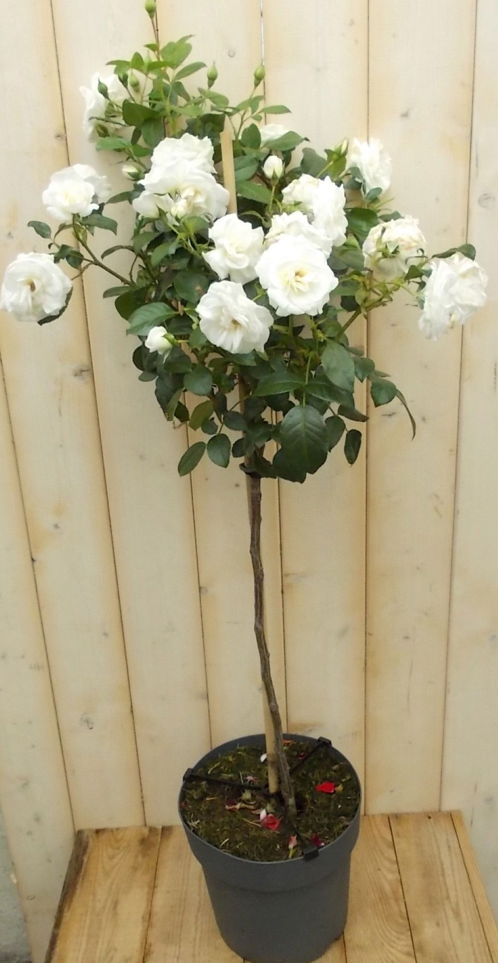 Warentuin natuurlijk Stamroos 100 cm wit - 