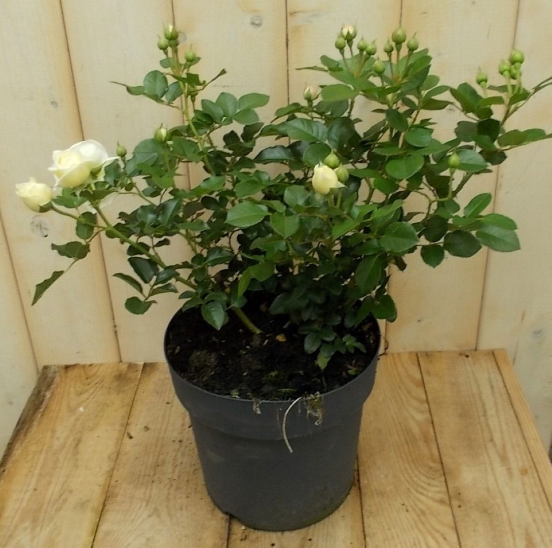 Warentuin natuurlijk Struikroos wit - 