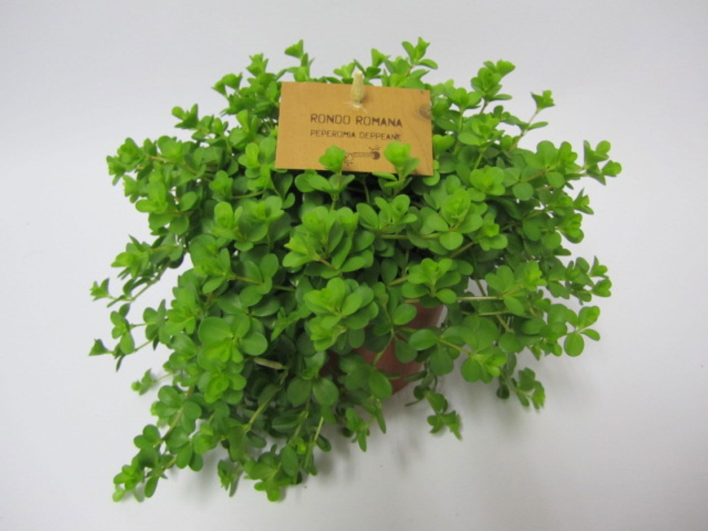 Warentuin natuurlijk 2 stuks! Peperomia deppeane - 