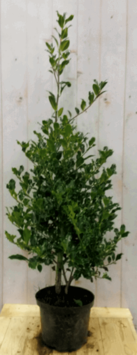Warentuin natuurlijk Hulst groen 80 cm - 