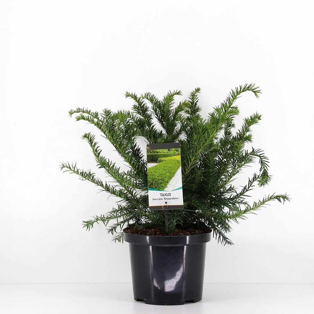 Warentuin natuurlijk Taxus baccata repandens 30-40 cm - 