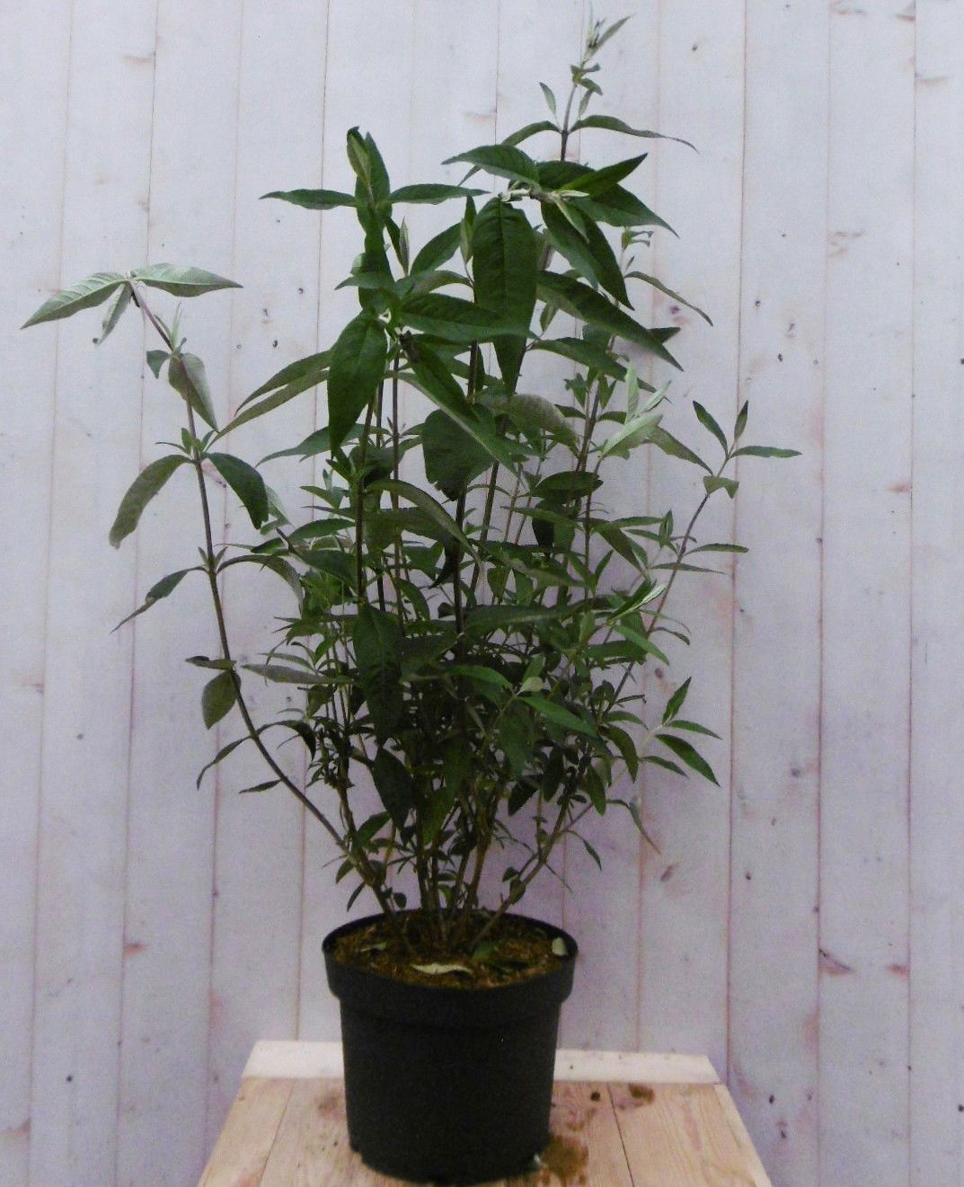 Warentuin natuurlijk Vlinderstruik Buddleja Roze Groot 80 cm - 