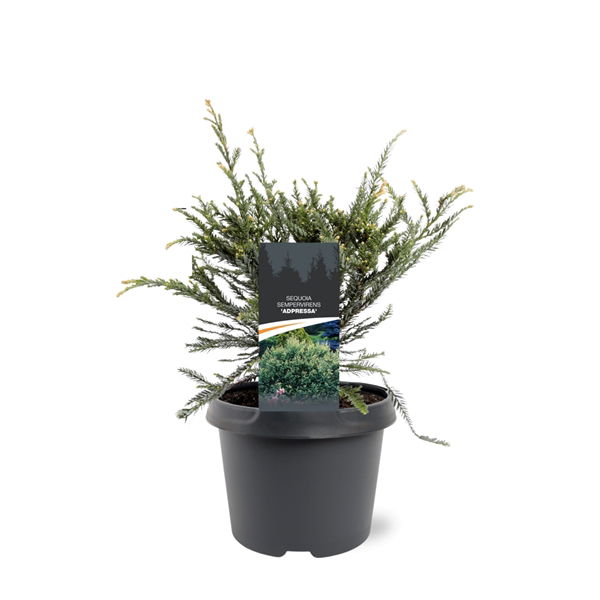 Warentuin natuurlijk Sequoia sempervirens Adpressa 30-40 cm Conifeer - 
